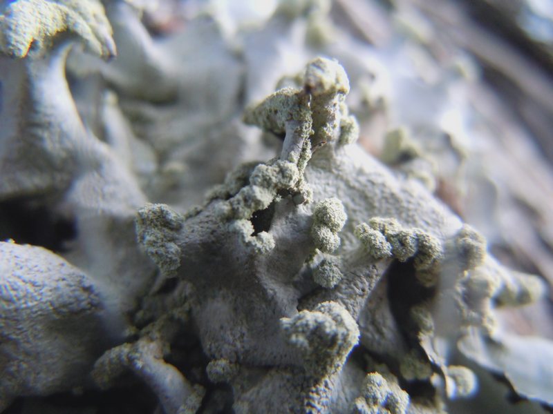 dalle dune di Porto Liscia (Santa Teresa Gallura) 1